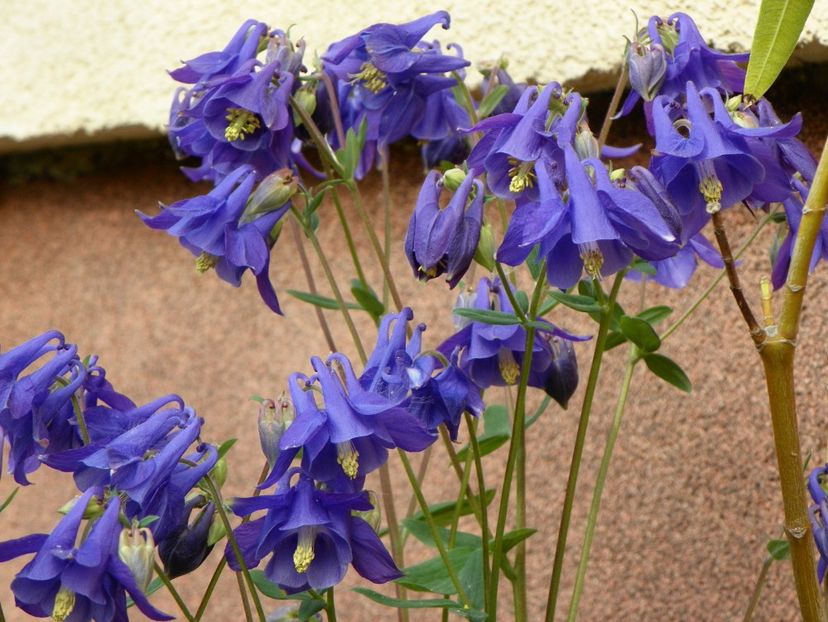 25 apr (107) - Aquilegia 2018