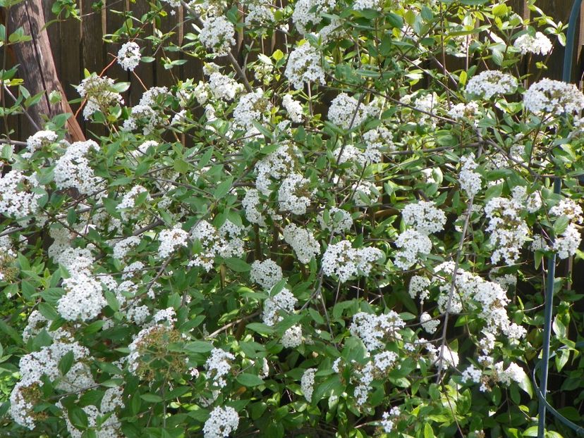 viburnum burkwoodii - Copacei si arbusti 2018