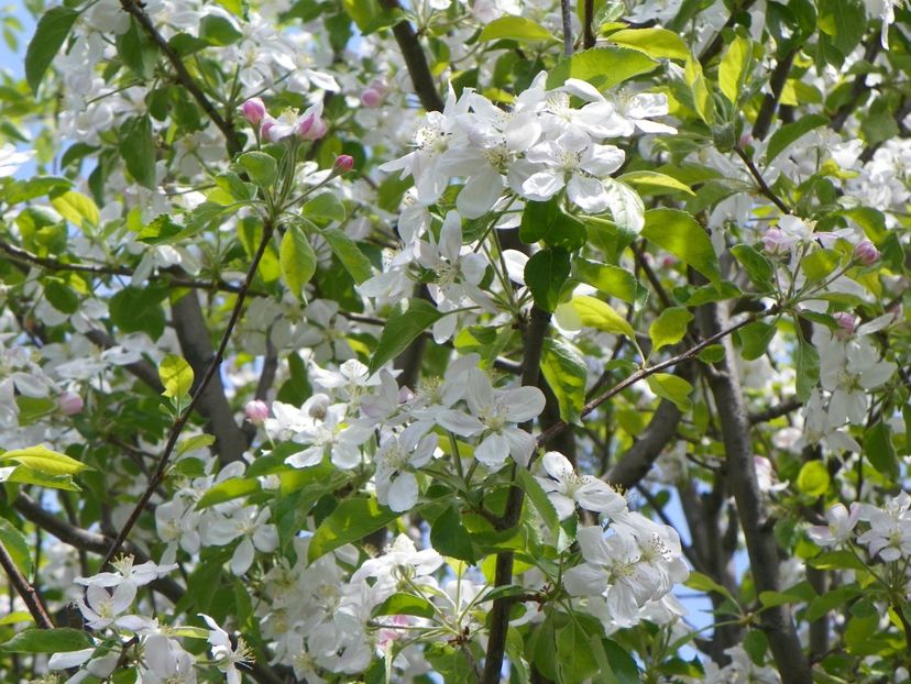 mar Golden Delicious - Copacei si arbusti 2018