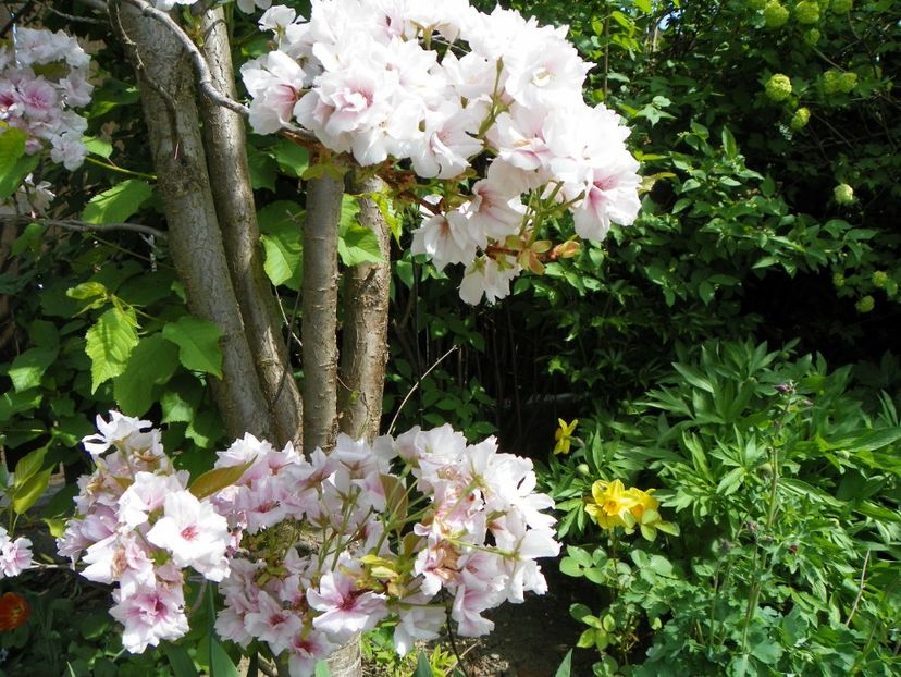 prunus Amanogawa - Copacei si arbusti 2018