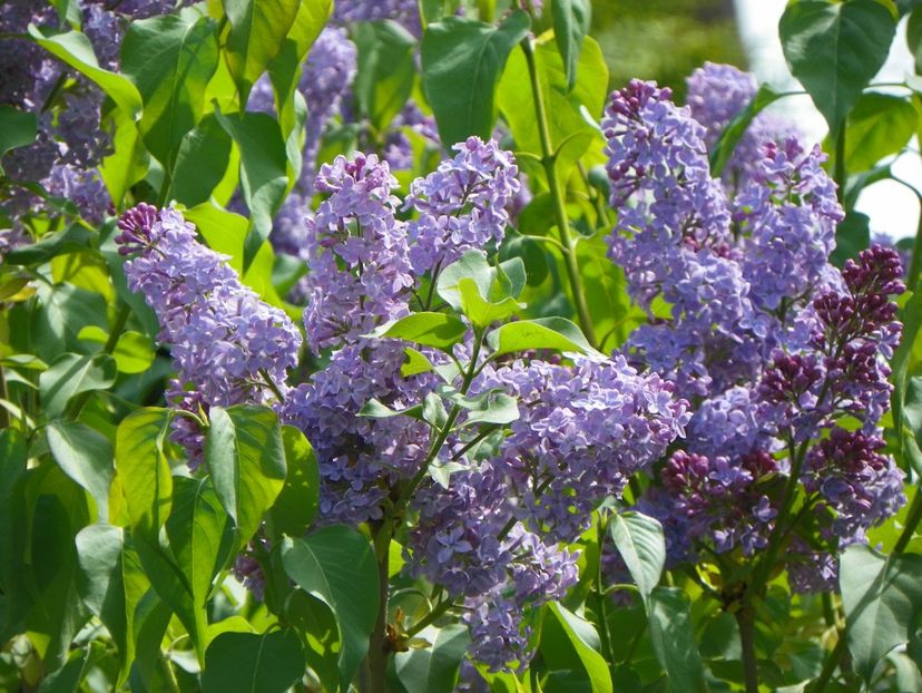 liliac - Copacei si arbusti 2018