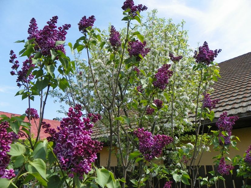 liliac Sensation - Copacei si arbusti 2018