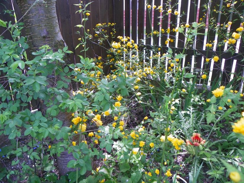 kerria japonica - Copacei si arbusti 2018