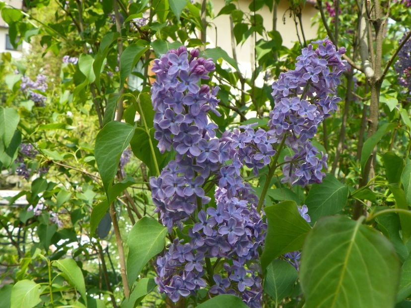 liliac - Copacei si arbusti 2018