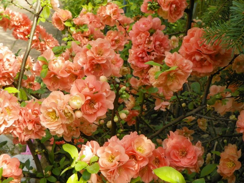 chaenomeles Cameo - Copacei si arbusti 2018