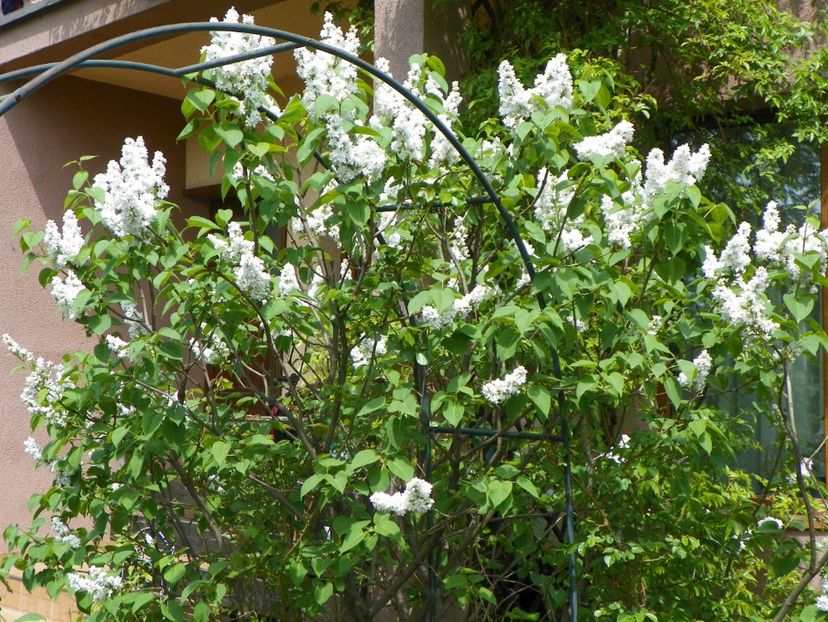 liliac alb batut - Copacei si arbusti 2018