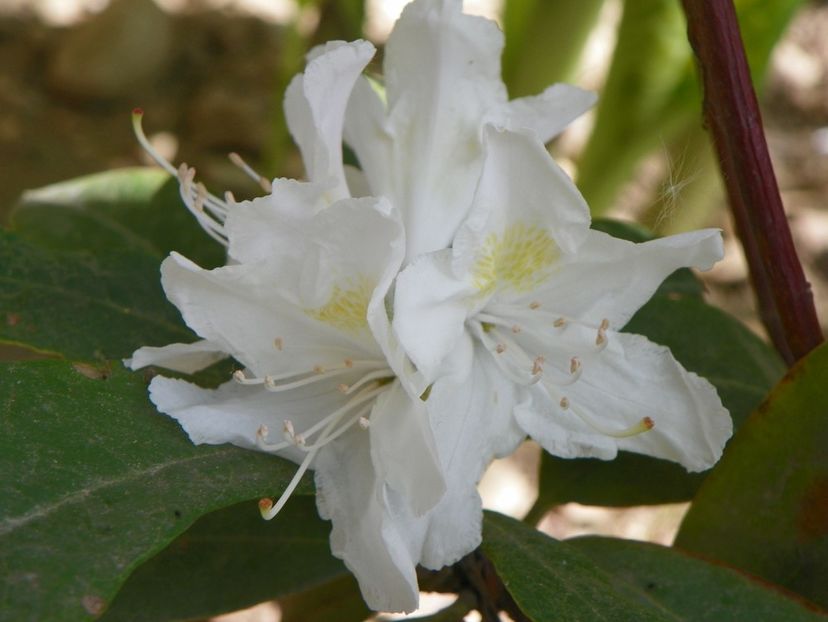 rhododendron Cunningham White - Copacei si arbusti 2018