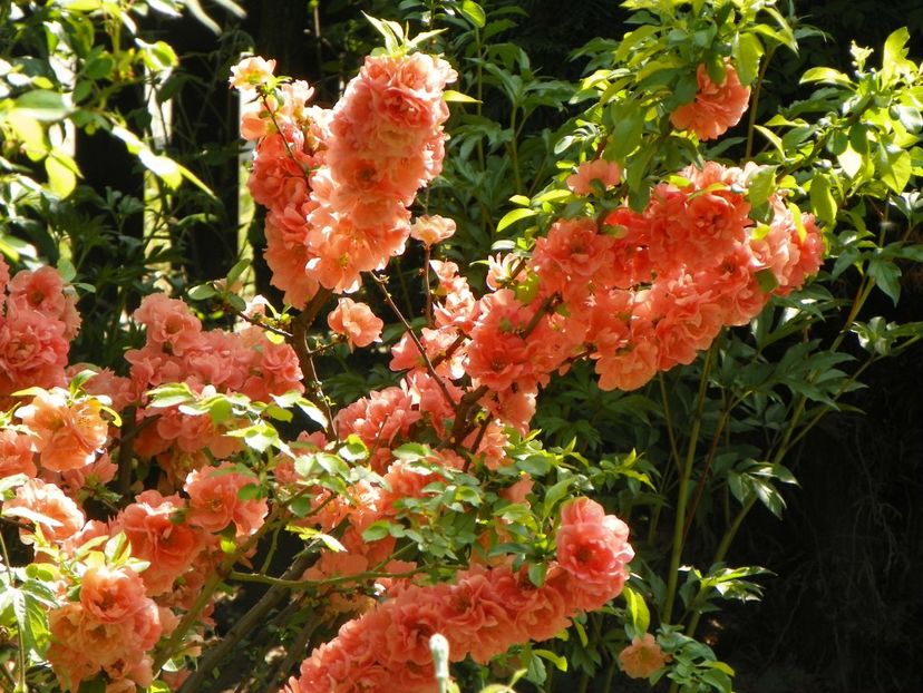 chaenomeles Cameo - Copacei si arbusti 2018