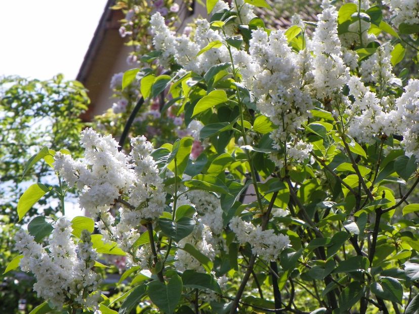 liliac alb batut - Copacei si arbusti 2018