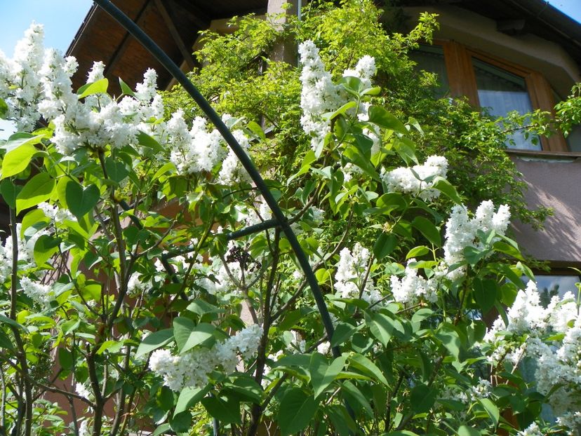 liliac alb batut - Copacei si arbusti 2018