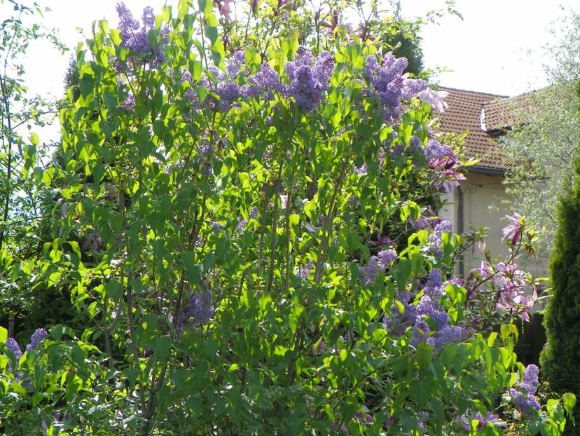 liliac - Copacei si arbusti 2018