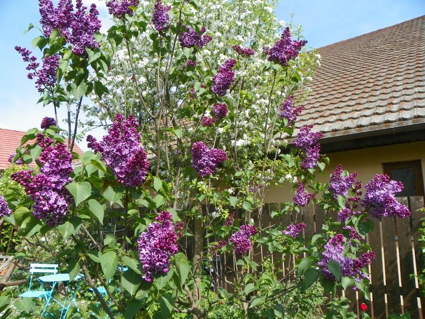 liliac Sensation - Copacei si arbusti 2018