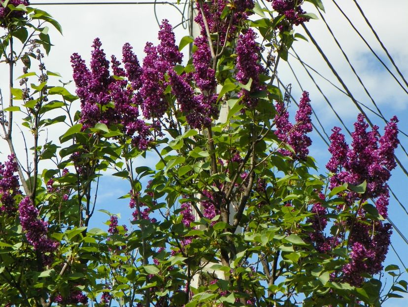 25 apr (109) - Copacei si arbusti 2018