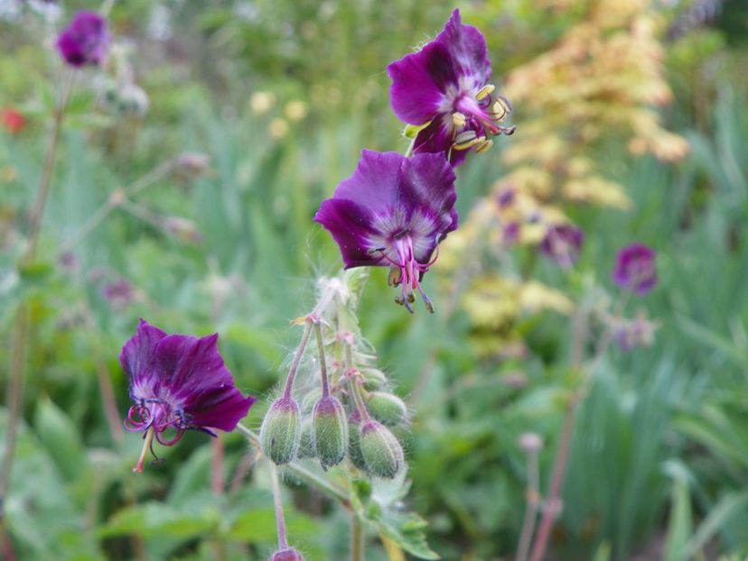 25 apr (37) - Geranium 2018