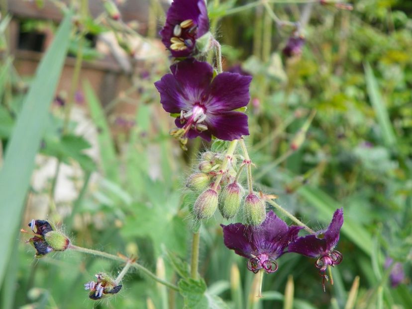 25 apr (102) - Geranium 2018