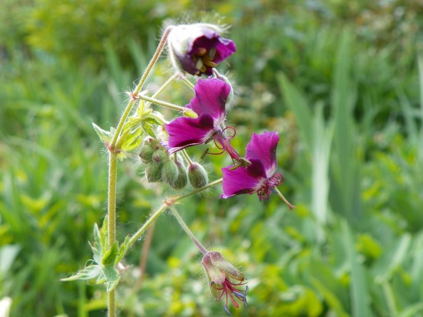 25 apr (105) - Geranium 2018