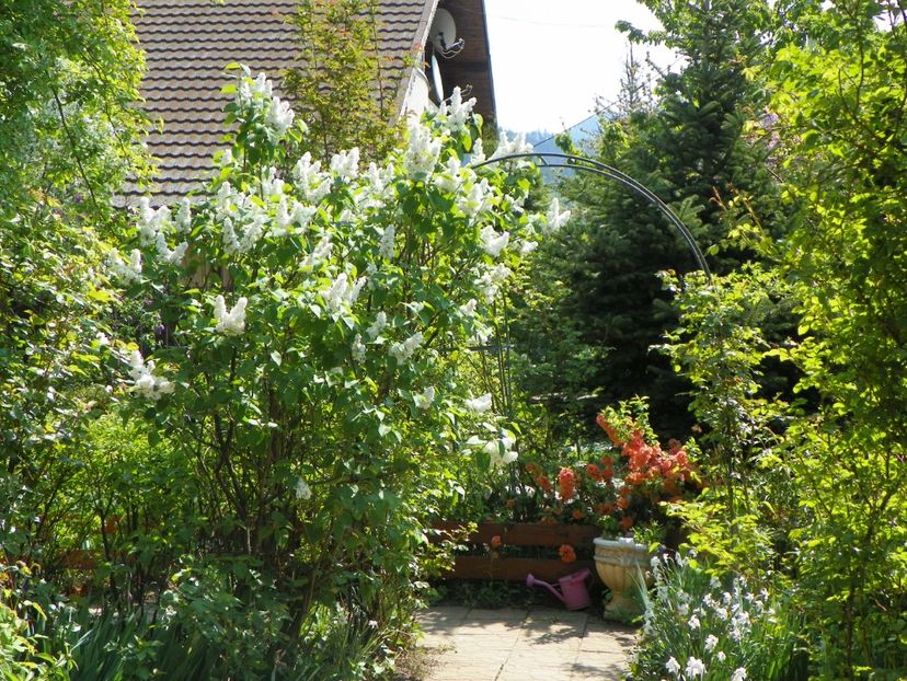 25 apr (80) - Gradina 2018