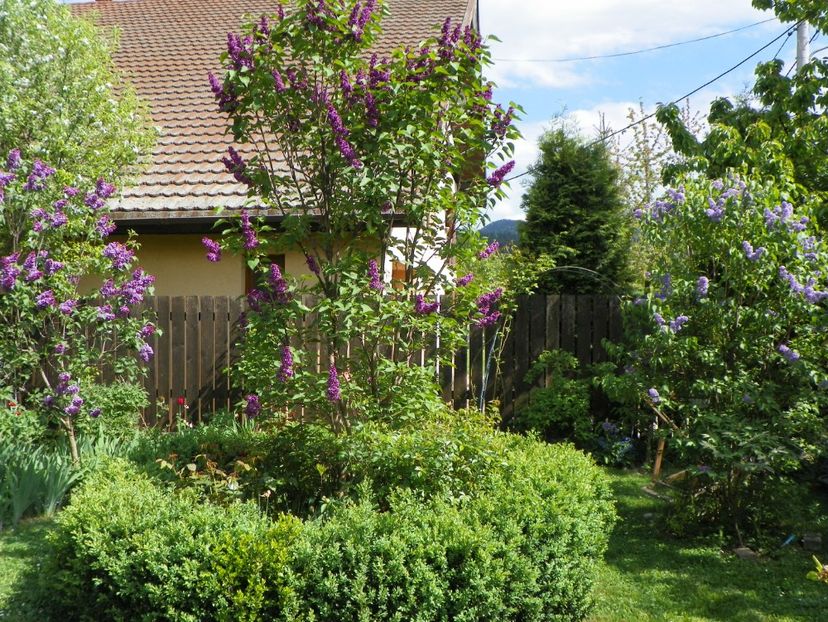 25 apr (128) - Gradina 2018