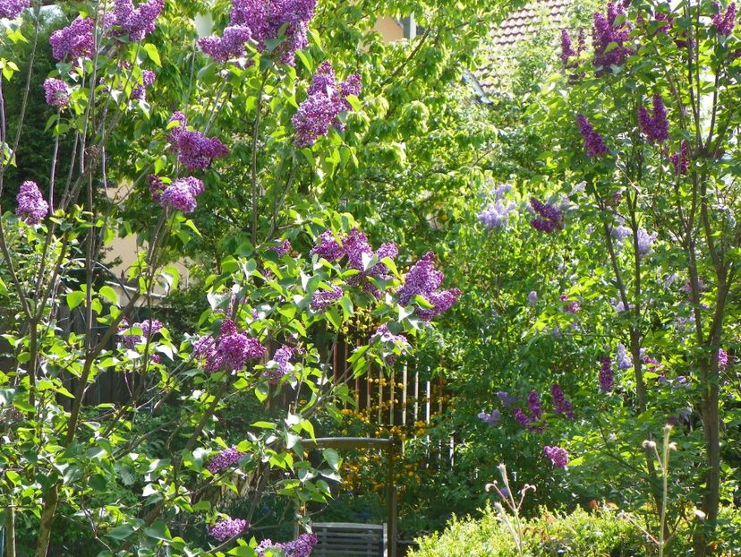 25 apr (132) - Gradina 2018