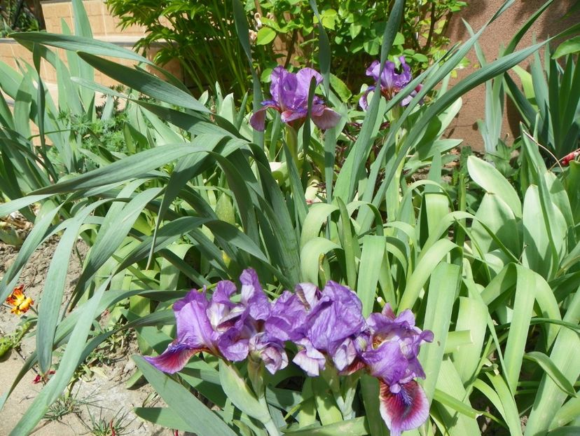 25 apr (32) - Irisi 2018