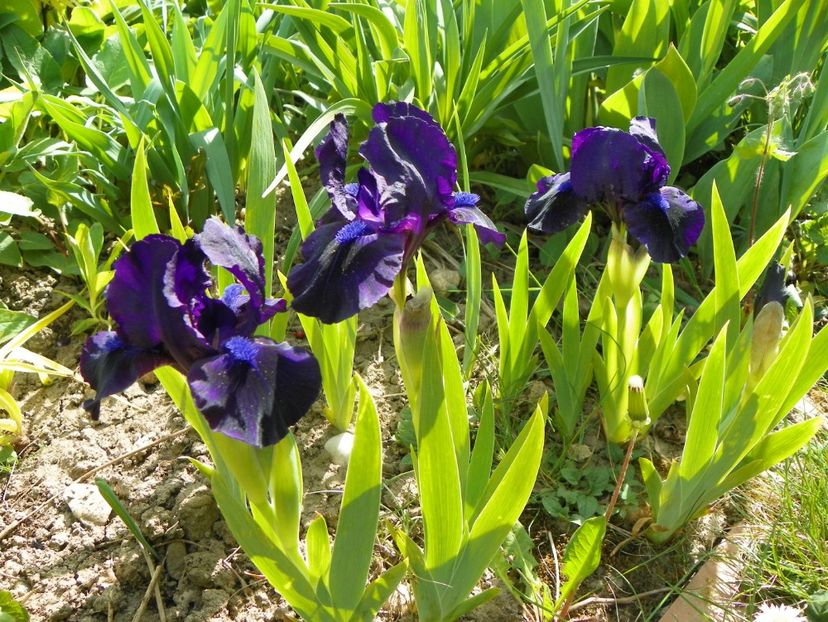 25 apr (41) - Irisi 2018
