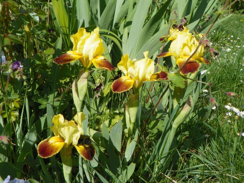 25 apr (42) - Irisi 2018