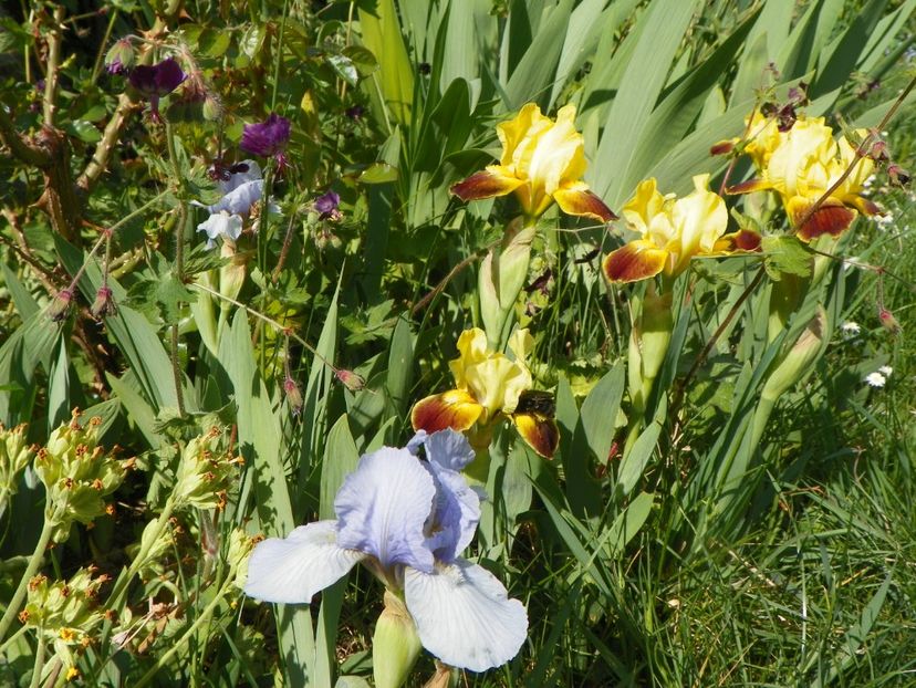 25 apr (43) - Irisi 2018