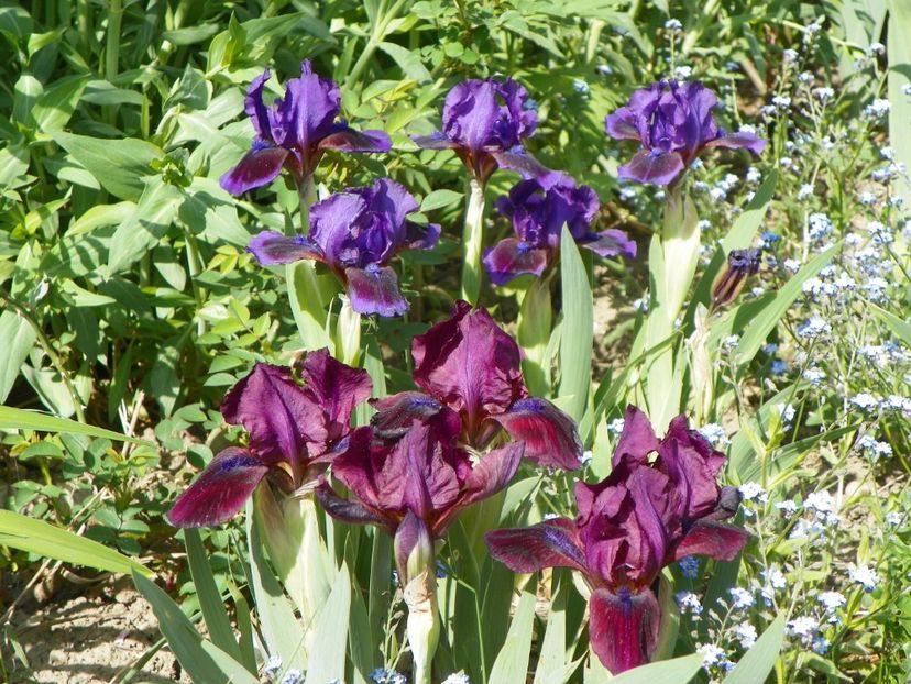 25 apr (44) - Irisi 2018