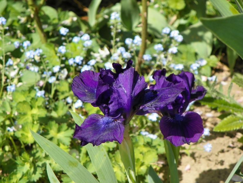 25 apr (45) - Irisi 2018