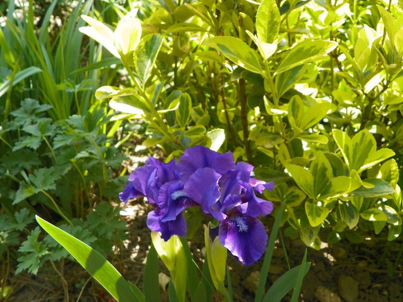 25 apr (79) - Irisi 2018