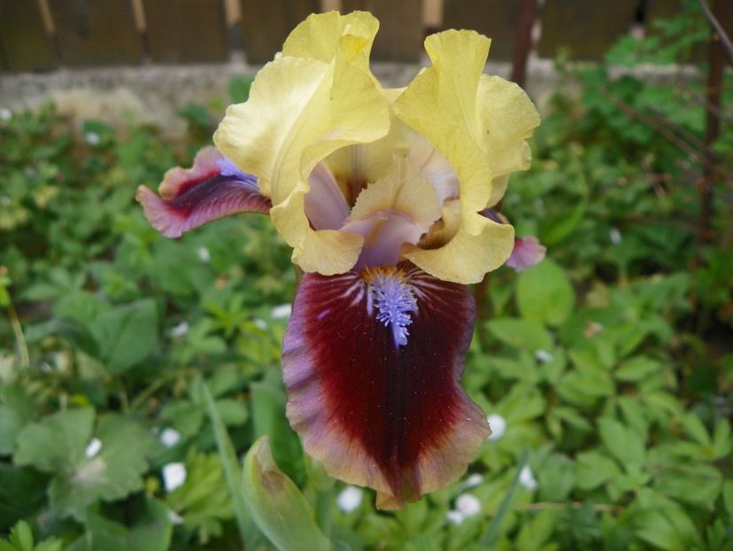 25 apr (85) - Irisi 2018