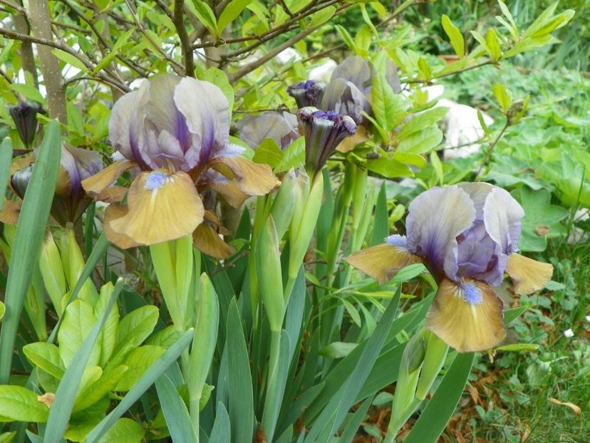 25 apr (91) - Irisi 2018