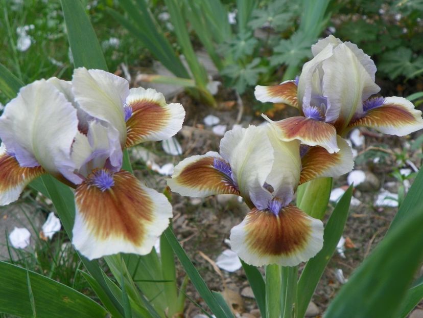 25 apr (97) - Irisi 2018