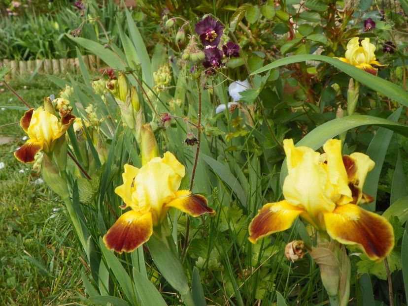 25 apr (103) - Irisi 2018