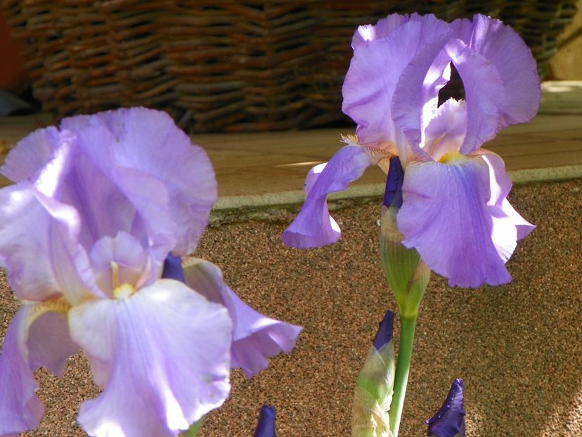 25 apr (108) - Irisi 2018