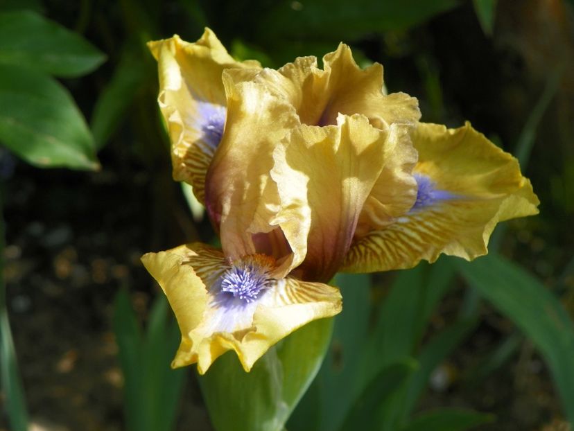 25 apr (122) - Irisi 2018