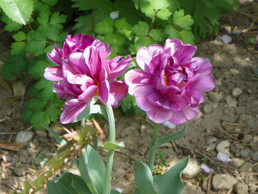 25 apr (4) - Primavara 2018