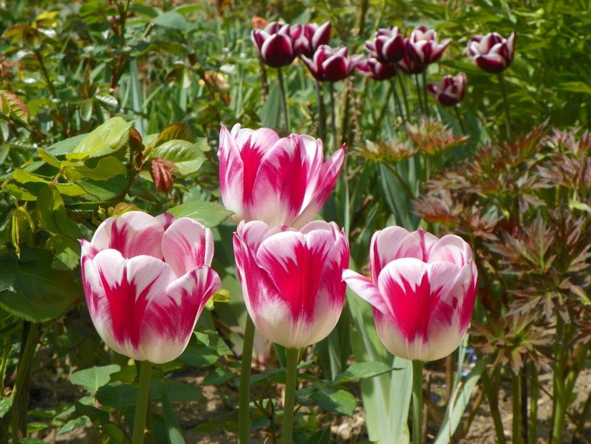 25 apr (7) - Primavara 2018