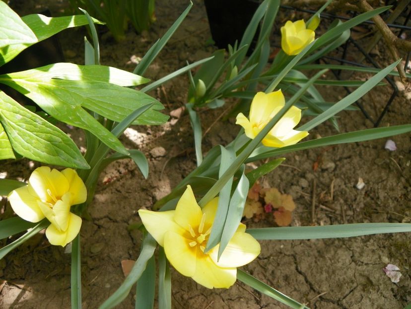 25 apr (13) - Primavara 2018