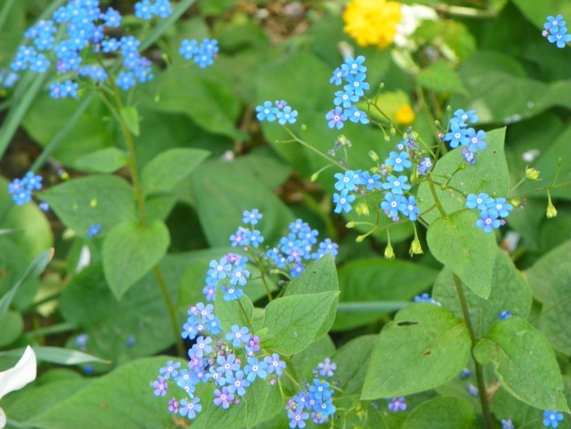 25 apr (24) - Primavara 2018