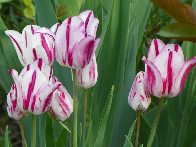 25 apr (36) - Primavara 2018