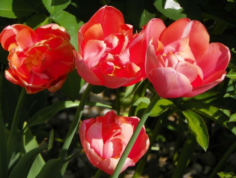 25 apr (46) - Primavara 2018