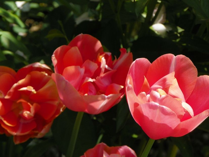 25 apr (73) - Primavara 2018