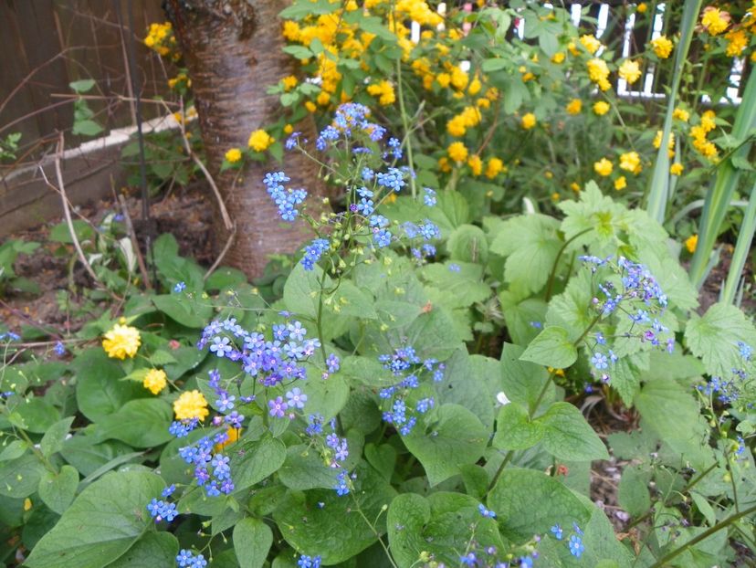 25 apr (87) - Primavara 2018