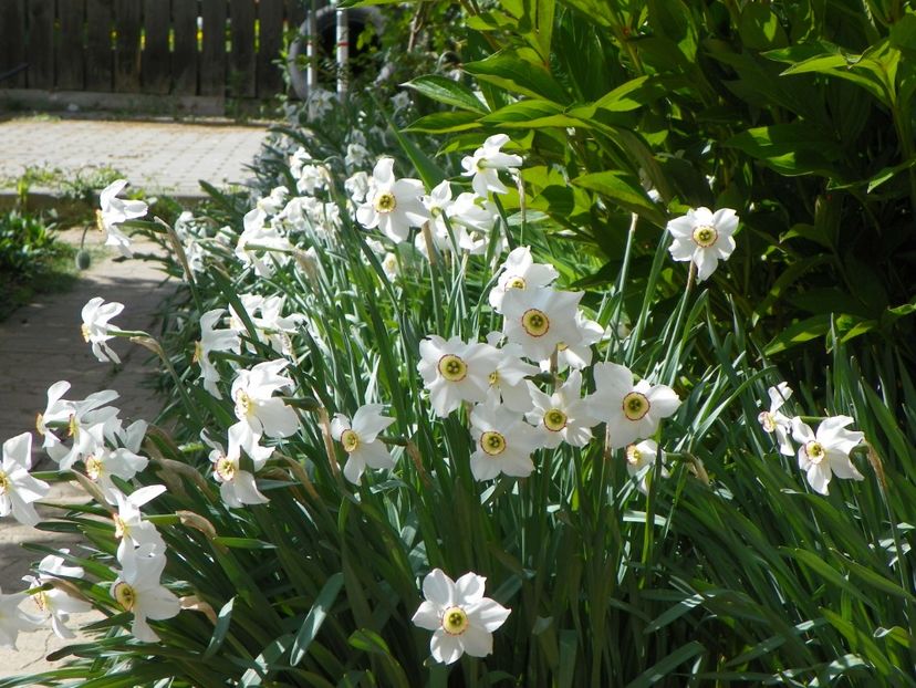 25 apr (134) - Primavara 2018