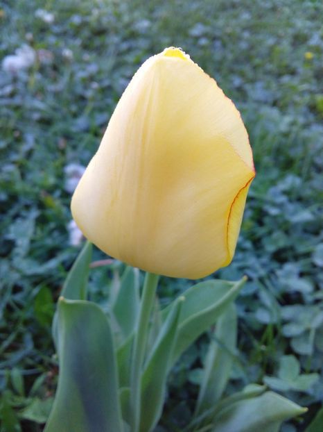  - AAAAA_LALELE 2016_2017_2018_2019