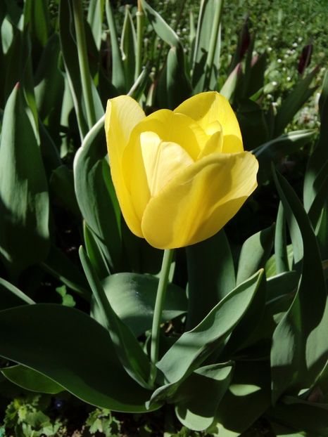  - AAAAA_LALELE 2016_2017_2018_2019