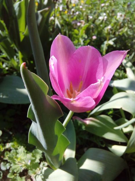  - AAAAA_LALELE 2016_2017_2018_2019