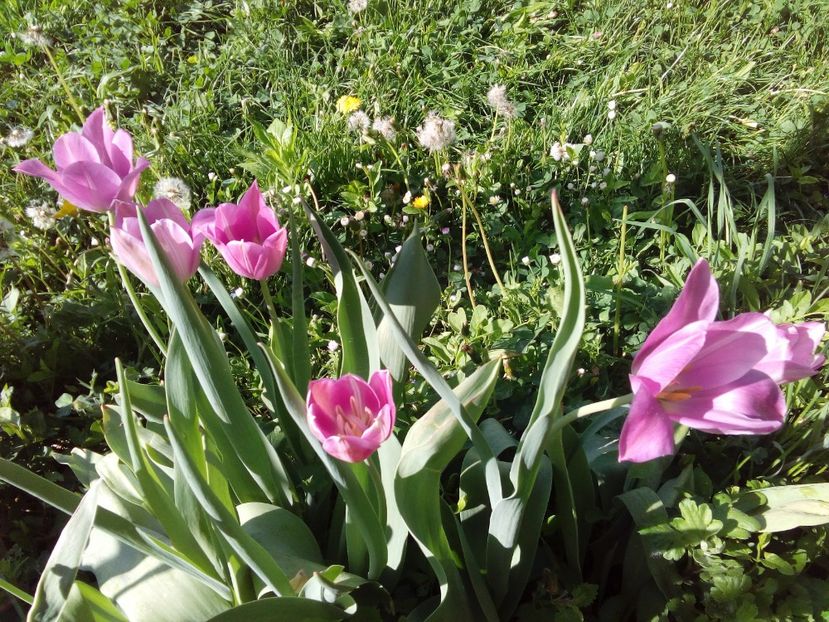  - AAAAA_LALELE 2016_2017_2018_2019