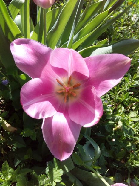  - AAAAA_LALELE 2016_2017_2018_2019